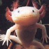 axolotl's Avatar